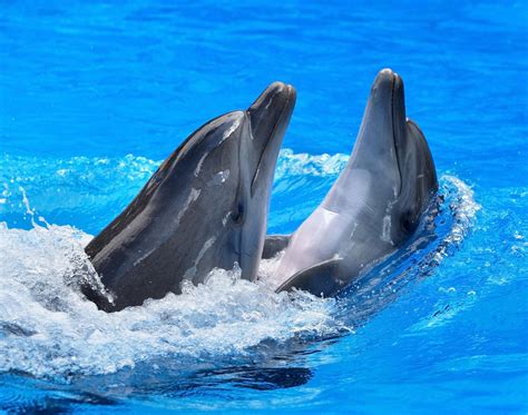 Dolphins are among some of the most intelligent creatures on our planet, capable of ingenious hunting methods and playing games. Subscribe: http://bit.ly/BBC...